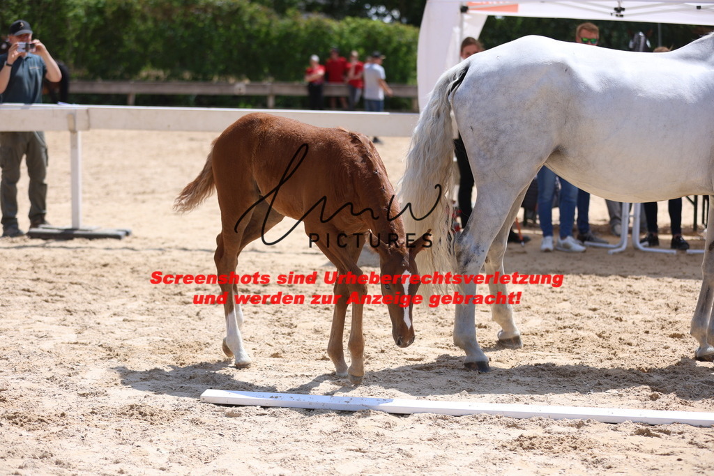 Fohlenschau_Schwäbisch_Hall_springbetonte_Fohlen_KN 36_4 | lmwpictures - Realisiert mit Pictrs.com