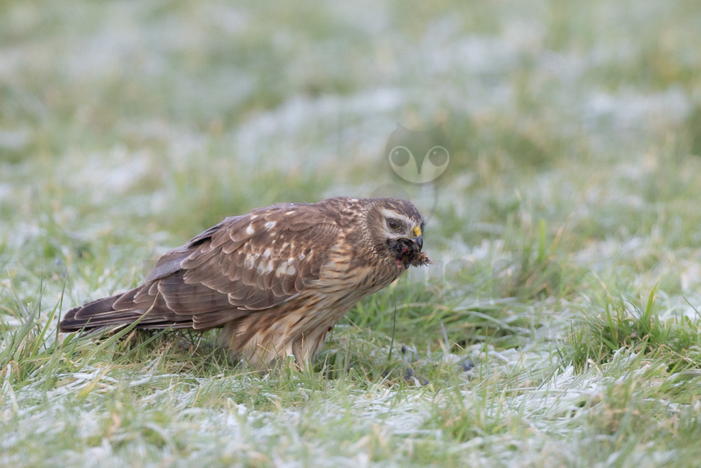 R6NF6602_20260125 | Eine weibliche Kornweihe (Circus cyaneus) ist auf einem frostbedeckten Feld zu sehen, wie sie ihre frisch gefangene Beute verzehrt. Das Gefieder des Raubvogels ist überwiegend braun mit helleren, gestreiften Unterseiten. Der Schnabel hält ein Stück der Beute fest, während das Tier aufmerksam in die Umgebung blickt. Das Gras im Vorder- und Hintergrund ist leicht mit Reif bedeckt, was auf eine kalte Umgebung hindeutet. - Realisiert mit Pictrs.com