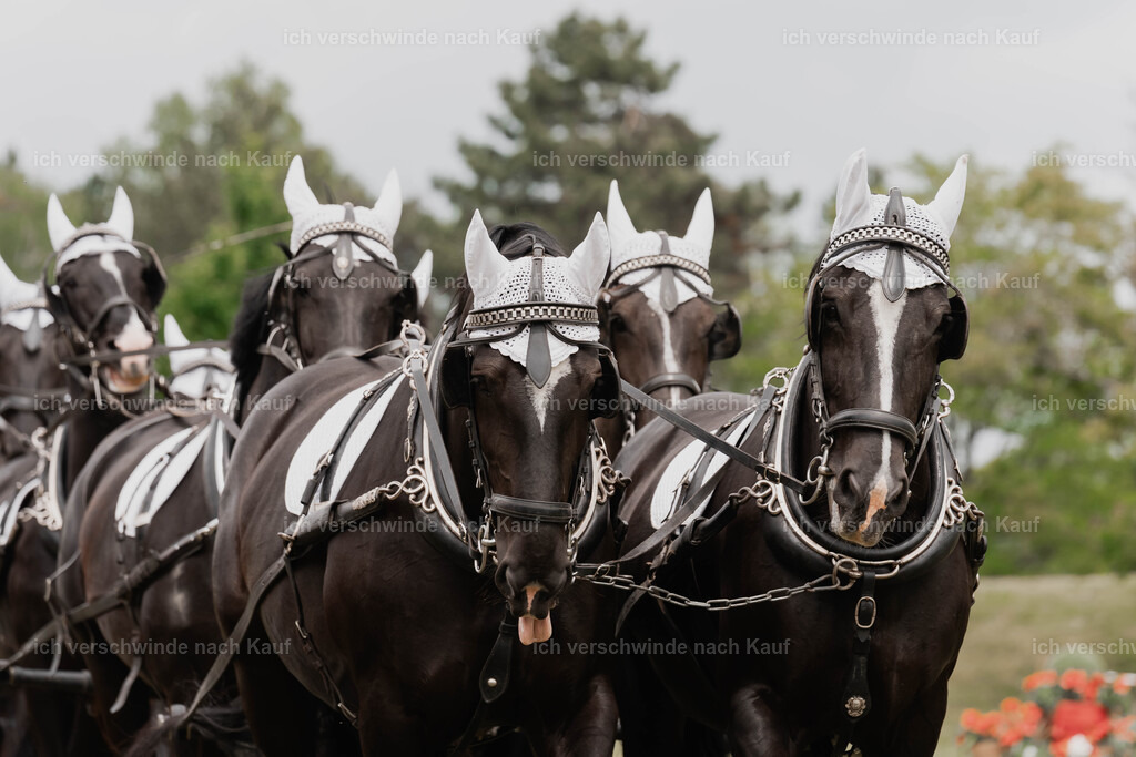 Showprogramm-150 | working equitationturnier fotograf videograf stoibphotography marixx film working equitation deutschland reitsport turnierfotografie eventfotografie equestrian events
