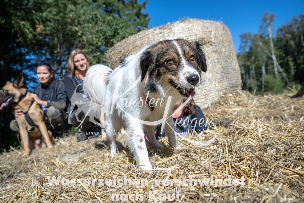 1245_ZZ92131-2 | kk-dogfotos