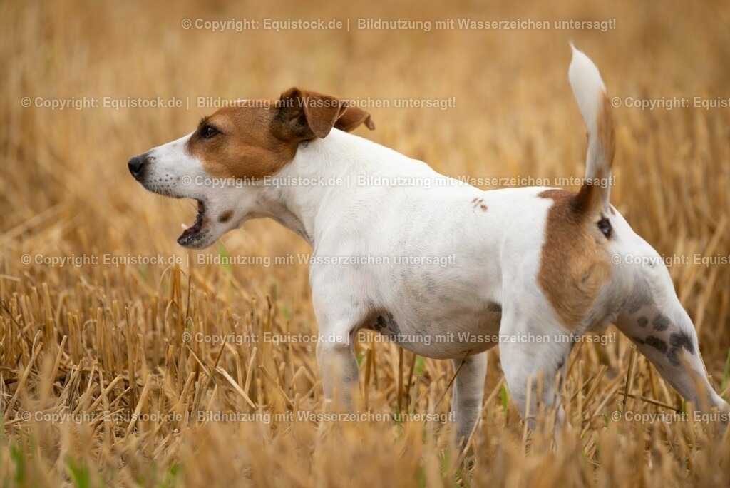 20210728_Jack-Russel_0008 | Foto: Thomas Hartig