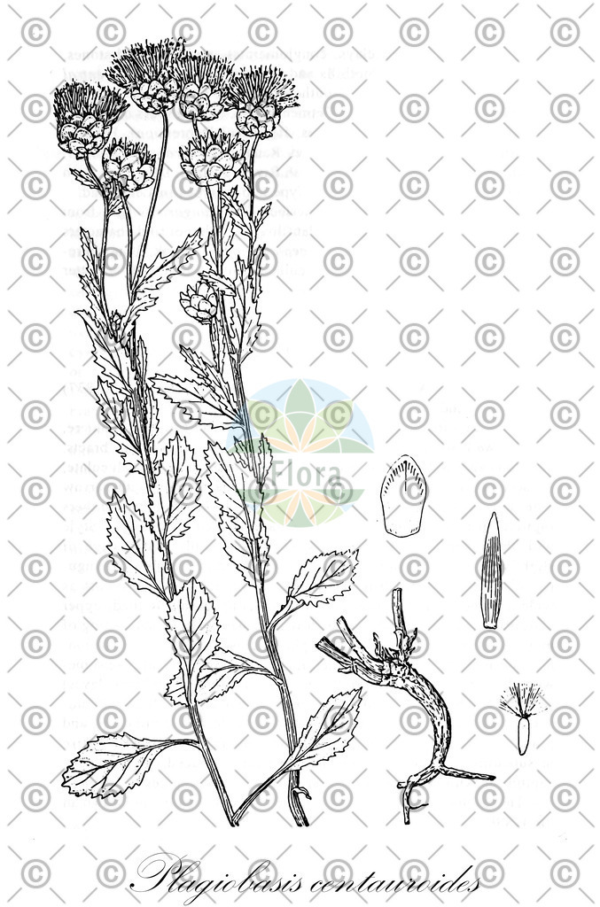 HistAbb_wfo-0001214650_1_ENZY_Simple | Historische Abbildung von Plagiobasis centauroides - Asteraceae | Historical Illustration of Plagiobasis centauroides - Asteraceae