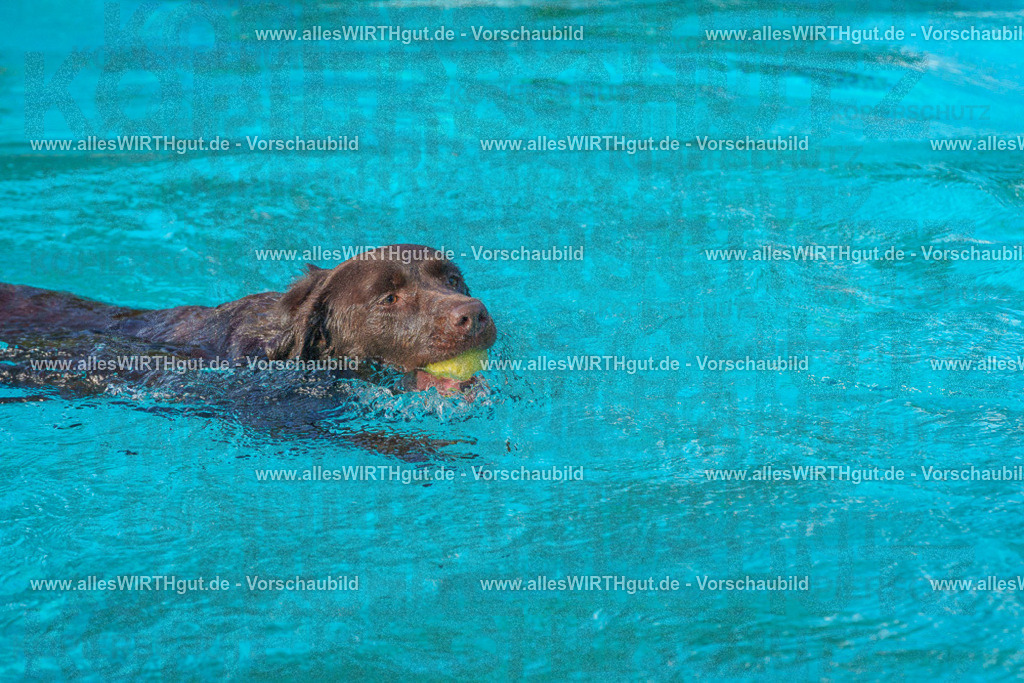 Hundeschwimmen_Grefrath_2026-allesWIRTHgut_Tierfotografie-09_08-FAY07470 | Professionelle Tierfotografie in Mönchengladbach von Daniel Wirth (allesWIRTHgut). Liebevolle & natürliche Bilder von Hunden & Katzen für unvergessliche Erinnerungen.