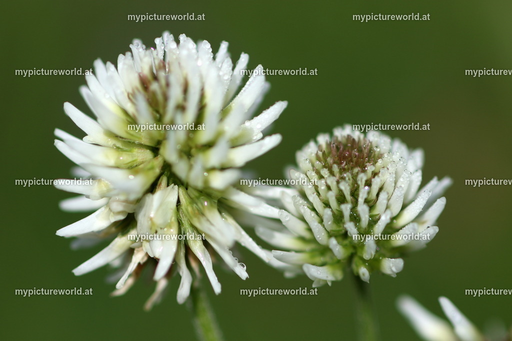 Berg-Klee-002 | Das Bilderarchiv über Tiere, Planzen und Landschaften. In der Bilddatenbank finden Sie ein große Auswahl an hochwertigen Bilder für Ihre Werbung - Realisiert mit Pictrs.com