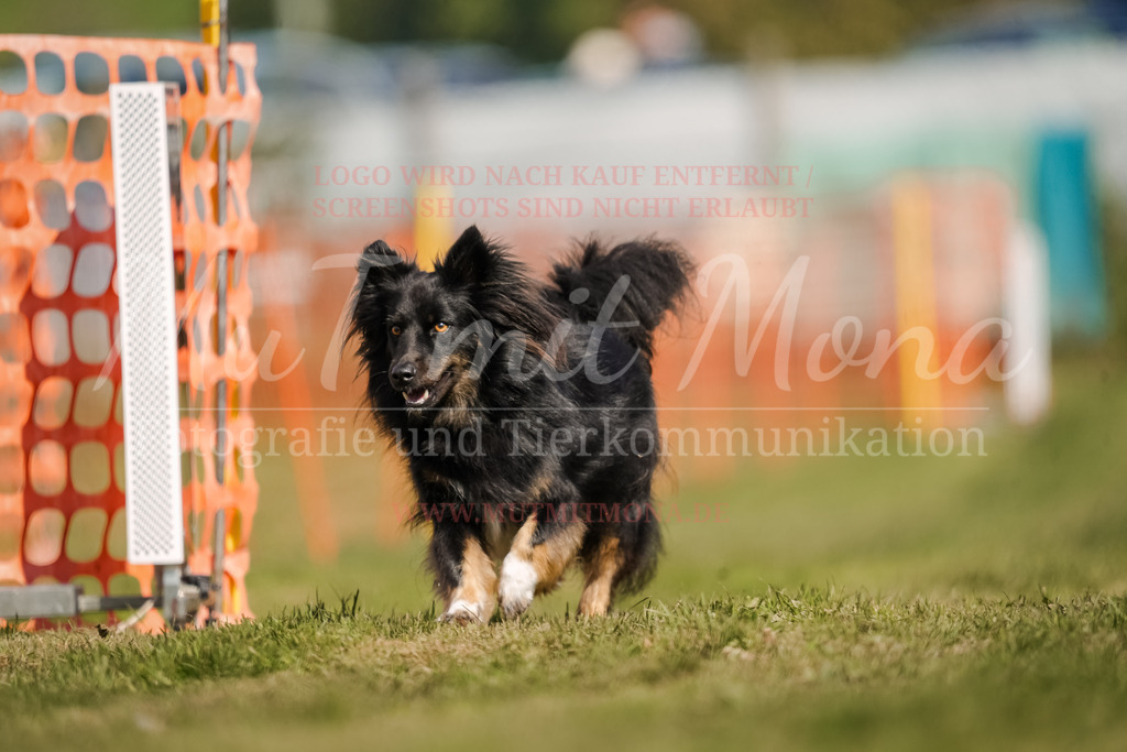 20250928_Hunderennen-492 | MuT (Mensch und Tier) mit Mona - Fotografie und Tierkommunikation - Realisiert mit Pictrs.com
