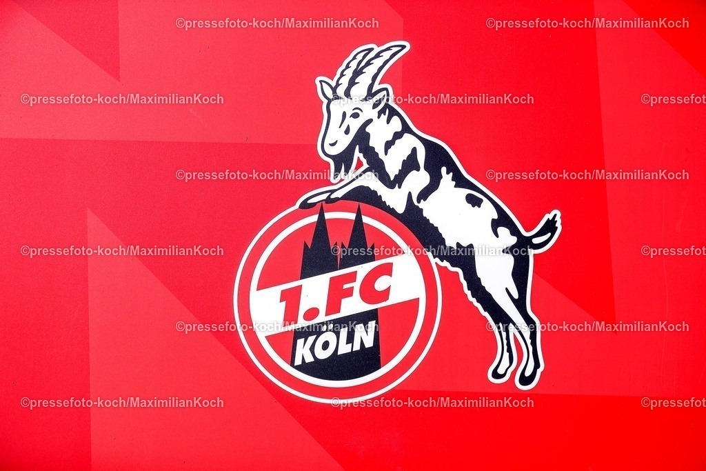 1FC20042501013 | 20.04.2025, Fußball, 1. FC Köln - Preußen Münster, 2.. Fußball Bundesliga, 30. Spieltag, RheinEnergie-STADION, Saison 2024 2025: Logo Geissbock Wappen Nahaufnahme 1.FC Köln Emblem vor Rotem HintergrundDFB regulations prohibit any use of photographs as image sequences and or quasi-video.
