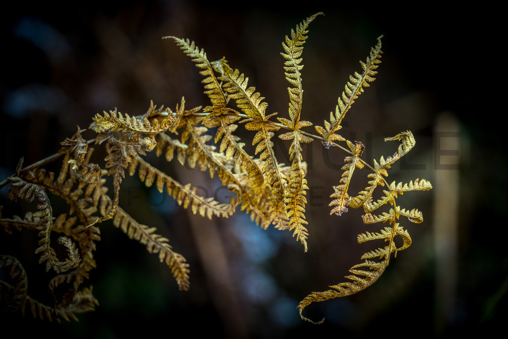 DSC03529 | Tinu Müller Fotografie- Bildershop - Realisiert mit Pictrs.com