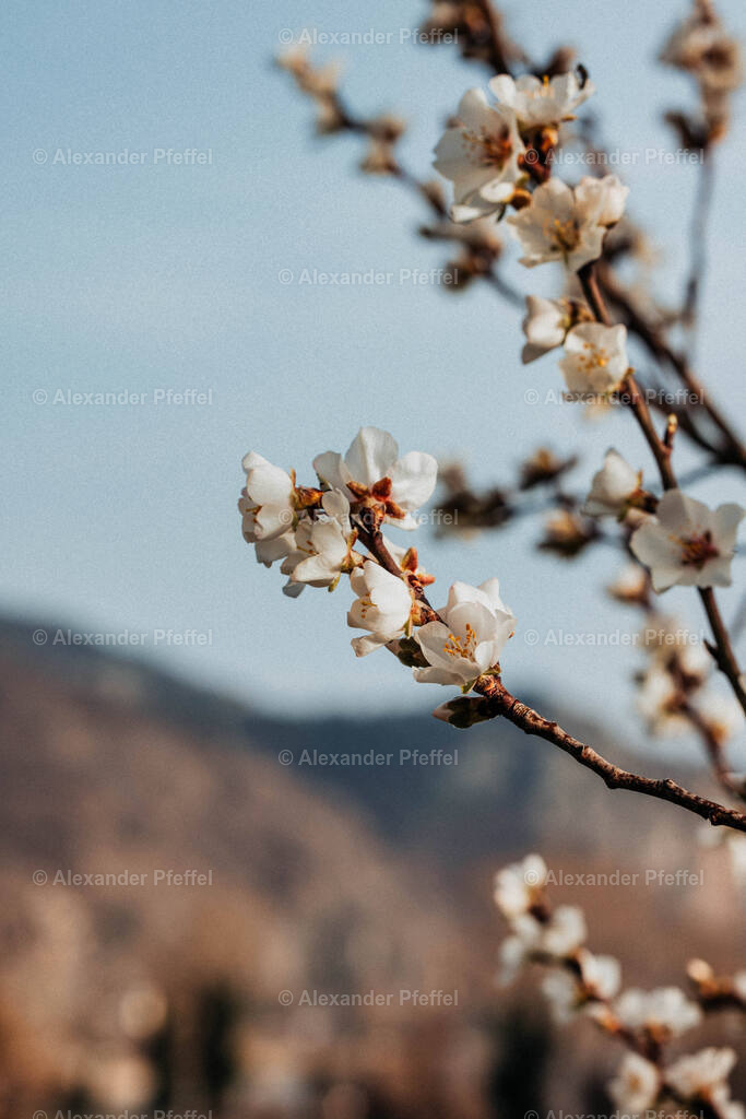 foto_c_pfeffel-partner-0169-R52_1475-Bearbeitet-3 | alexander-pfeffel - Realisiert mit Pictrs.com