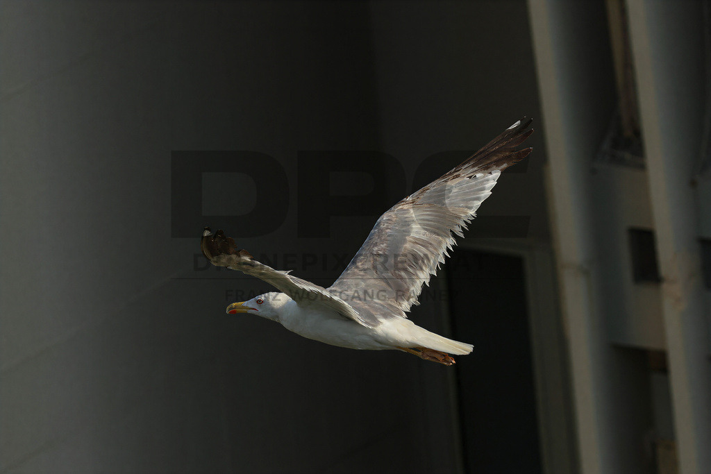 Yellow-legged Gull (Larus michahellis) | Yellow-legged Gull (Larus michahellis), a large gull species commonly found along Mediterranean coasts, rocky shorelines, harbours and coastal areas. - Realisiert mit Pictrs.com