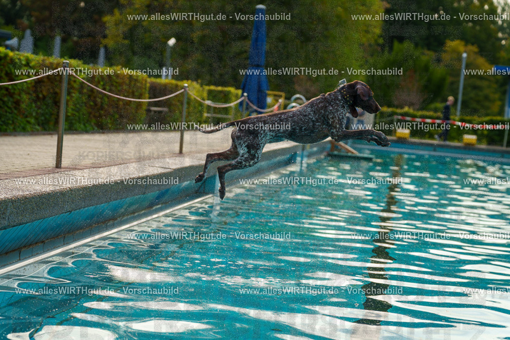 Hundeschwimmen_Grefrath_2026-allesWIRTHgut_Tierfotografie-09_22-7R502247 | Professionelle Tierfotografie in Mönchengladbach von Daniel Wirth (allesWIRTHgut). Liebevolle & natürliche Bilder von Hunden & Katzen für unvergessliche Erinnerungen.