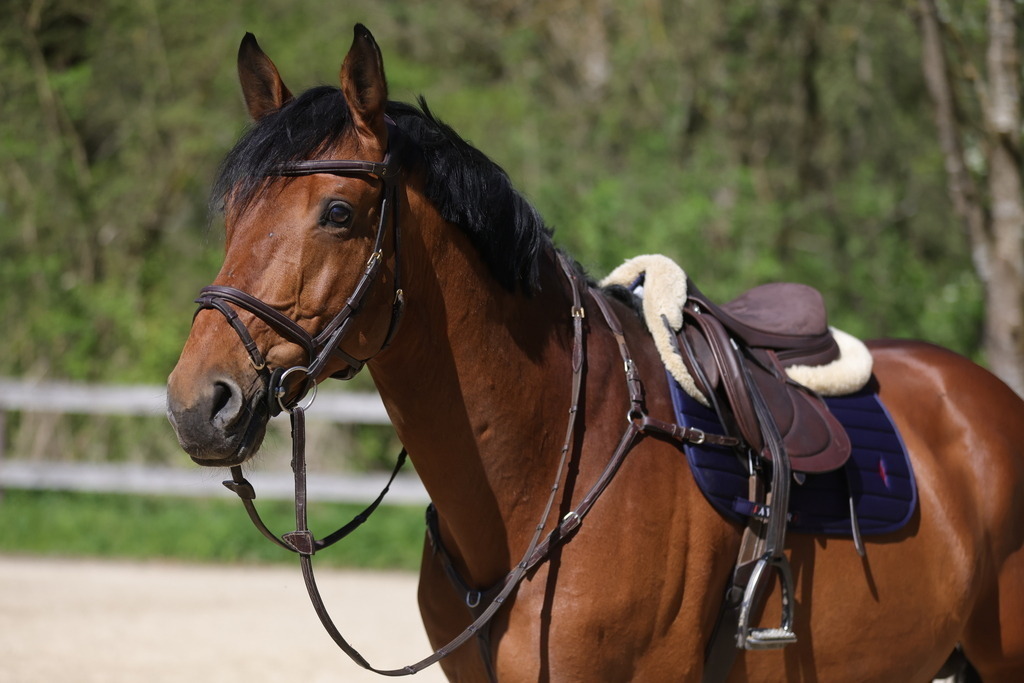 0P6A8089 | Willkommen bei Brunnmayr - Design & Fotografie – Ihrem Spezialisten für Reitturniere und Pferdeveranstaltungen in Oberösterreich, Salzburg und Bayern! Seit über 17 Jahren sind wir leidenschaftlich dabei.