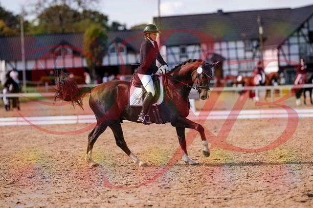 2026_10_03_Siefer-Hof_132537_Z81_77149855 | Professionelle Reitsport-, Turnier- und Eventfotografie von Robert Broda. Galerien mit ausgewählten und bearbeiteten Bildern direkt online ansehen und bestellen.