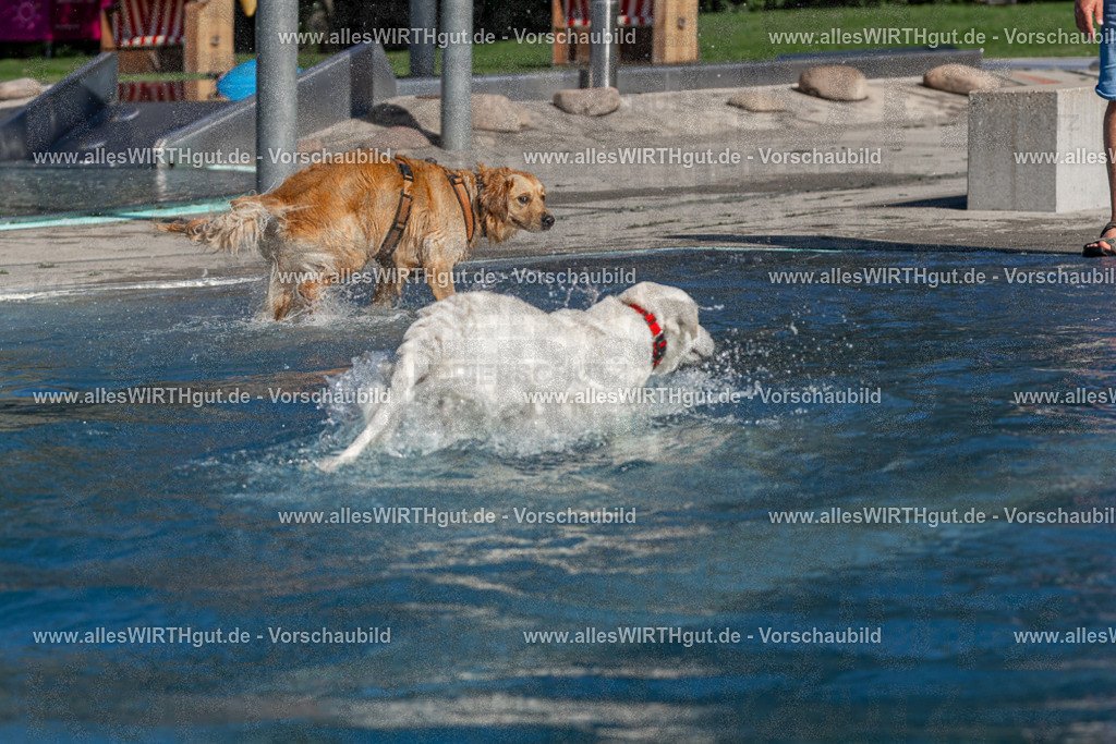 Hundeschwimmen_Volksbad_2026-allesWIRTHgut_Tierfotografie-2609061057-FAY06062 | Professionelle Tierfotografie in Mönchengladbach von Daniel Wirth (allesWIRTHgut). Liebevolle & natürliche Bilder von Hunden & Katzen für unvergessliche Erinnerungen.
