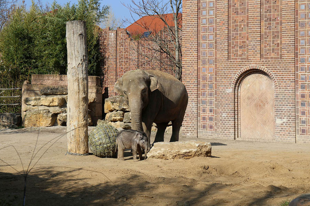 Elefantentempel Ganesha Mandir im Zoo | Entdecke über 20 Kategorien Leipzig-Motive: Foto-Downloads, hochwertige Poster, Leinwand- & Fine-Art-Prints. Jetzt Lieblingsfoto im Bildlexikon Leipzig Shop bestellen!