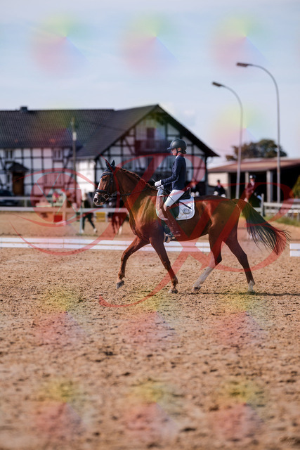 2026_10_03_Siefer-Hof_133249_Z81_89691110 | Professionelle Reitsport-, Turnier- und Eventfotografie von Robert Broda. Galerien mit ausgewählten und bearbeiteten Bildern direkt online ansehen und bestellen.
