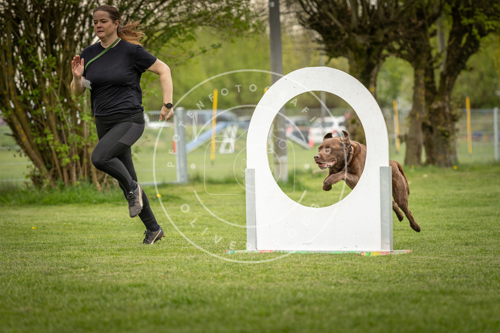 Pfotenfotografie_DV3A1001 | Hundefotografie, Tierfotograf, Pfotenfotografie, Fotoshooting Hund, Hunde Portrait, Hundesport, Hundeportraits, Heideshooting, Hunde, Sportfotograf, Hundefotograf, Turnierhundsport, THS,  - Realisiert mit Pictrs.com