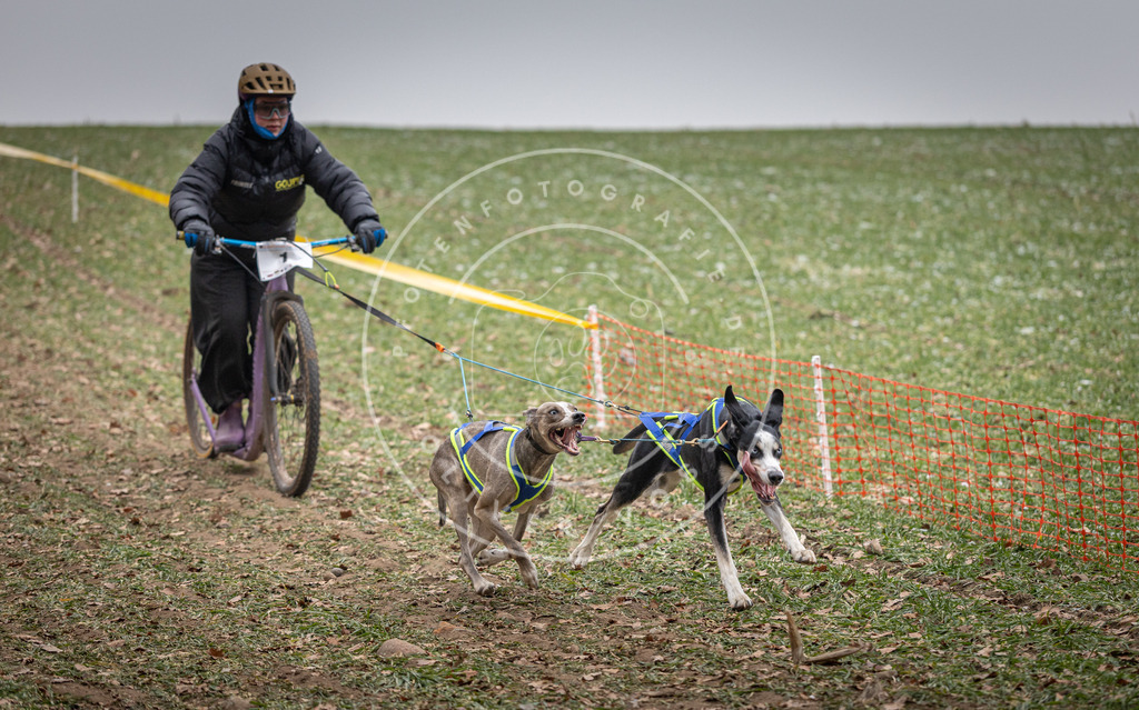 Pfotenfotografie_DV3A2135 | Hundefotografie, Tierfotograf, Pfotenfotografie, Fotoshooting Hund, Hunde Portrait, Hundesport, Hundeportraits, Heideshooting, Hunde, Sportfotograf, Hundefotograf, Turnierhundsport, THS,  - Realisiert mit Pictrs.com