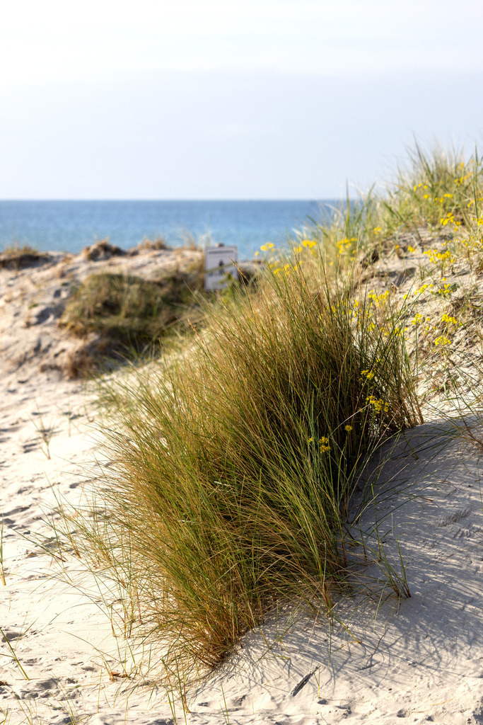 Wandbild: Dünenblick – Grömitz zwischen Sand und Meer | Dieses Wandbild zeigt die stille Schönheit der Dünenlandschaft von Grömitz. Im Vordergrund wachsen hohes Strandgras und kleine gelbe Blüten auf dem sandigen Boden – ein typisches Bild für die naturbelassenen Küstenabschnitte der Ostsee. Die sanften Erhebungen der Dünen führen den Blick Richtung Meer, das sich ruhig und weit unter einem klaren Himmel erstreckt. Die Komposition wirkt harmonisch und vermittelt ein Gefühl von Ursprünglichkeit und Gelassenheit. Dieses Motiv eignet sich ideal als Wandbild für alle, die die natürliche Seite der Küste lieben – ob als Leinwandbild, Acrylglasbild, Alu-Dibond FineArt Print oder als Akustikbild. Ein stilvoller Akzent für Wohnräume, Büros oder Ferienunterkünfte. - Realisiert mit Pictrs.com