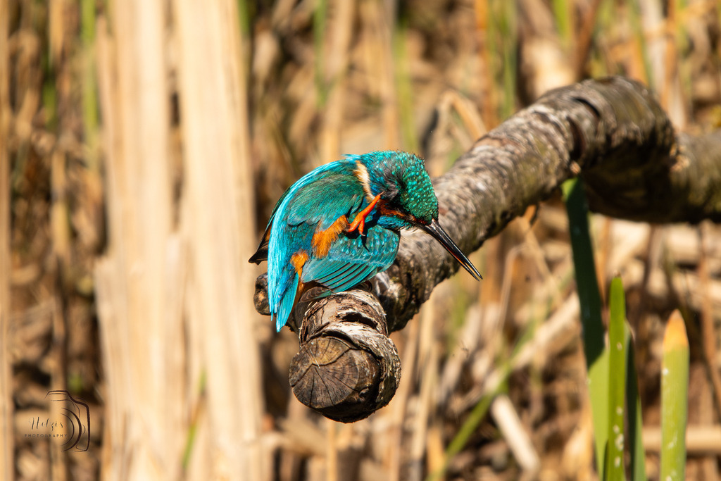 Cleaning Day | Holzisphotography, Landschaftsfotografie, Wildlifefotogorafie - Realisiert mit Pictrs.com