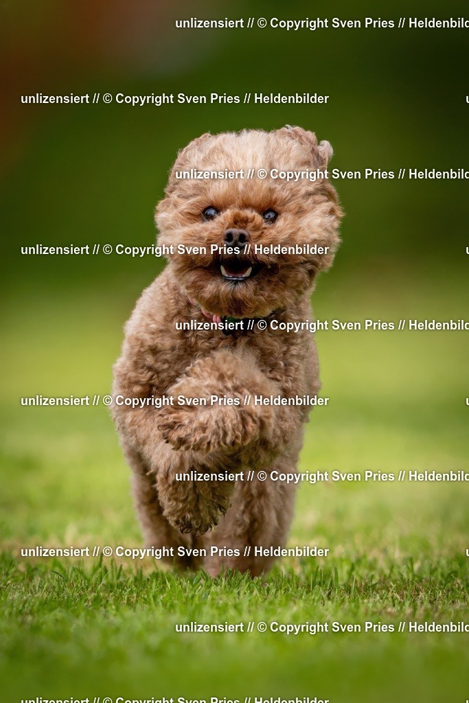 Sven Pries | 2024-09-22 - Hunderennen Baden-BadenPudelverein - Realisiert mit Pictrs.com