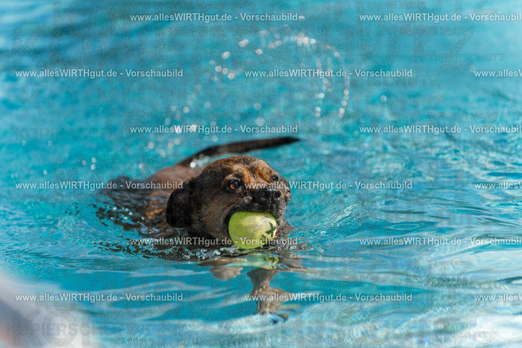 Hundeschwimmen_Volksbad_2026-allesWIRTHgut_Tierfotografie-2609061123-103351-7R509609 | Professionelle Tierfotografie in Mönchengladbach von Daniel Wirth (allesWIRTHgut). Liebevolle & natürliche Bilder von Hunden & Katzen für unvergessliche Erinnerungen.
