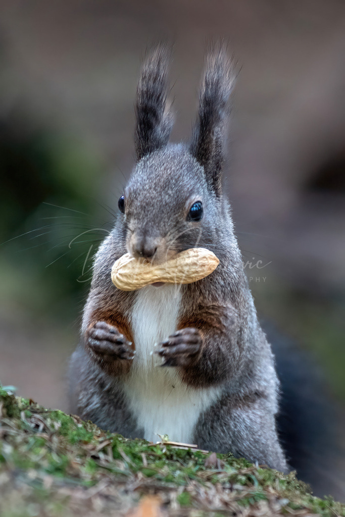 Eichhörnchen | Eichhörnchen im Wald