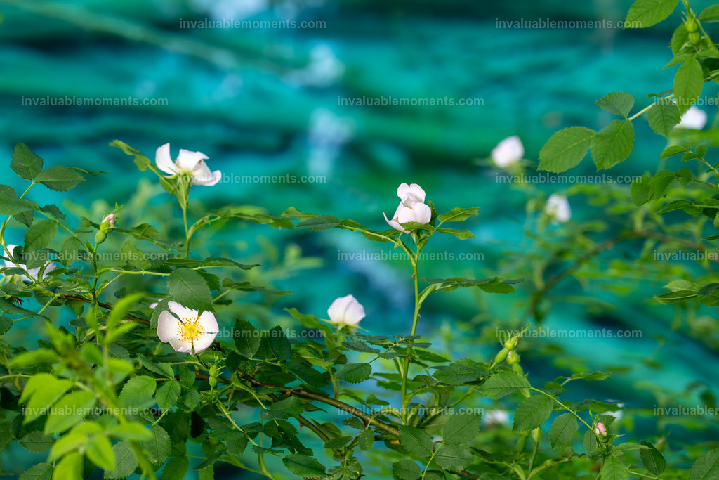 DJ0_0131 | invaluablemoments.com - Realisiert mit Pictrs.com