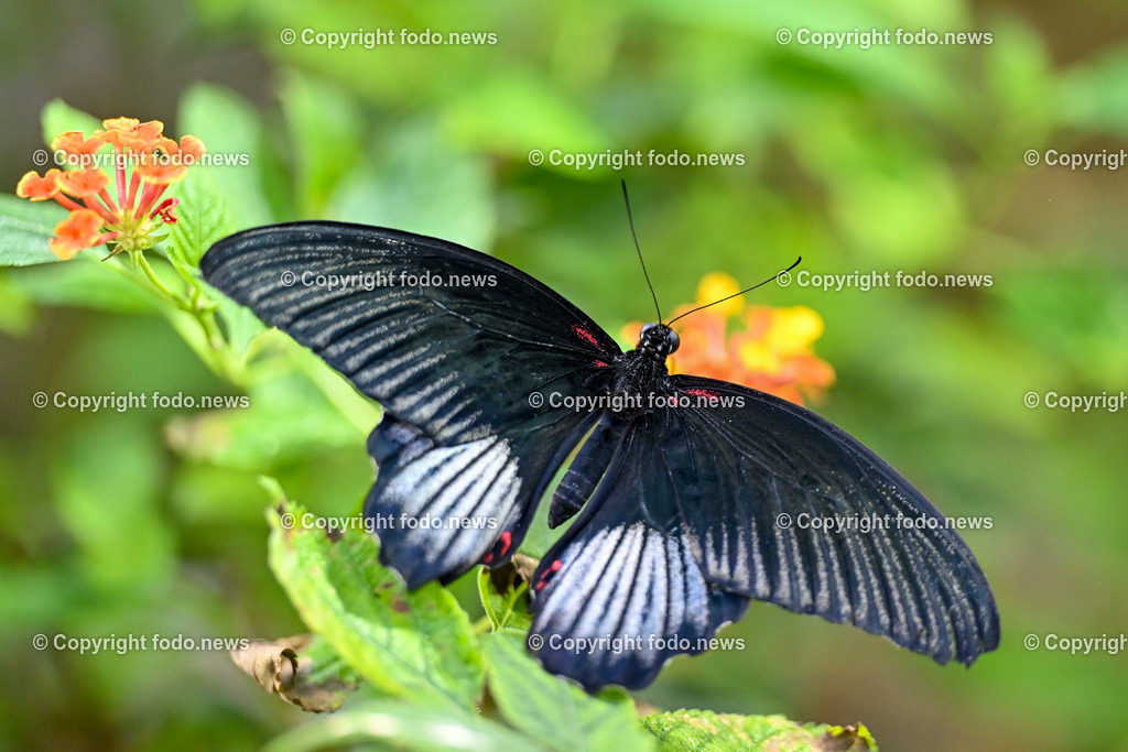 Botanischer Garten Linz_ Schmetterlinge_ Orchideen_ 21.01.2024-69 | 21.01.2024, Botanischer Garten Linz, AUT, Schmetterlinge, im Bild tropische Schmetterlinge, Schmetterling, Falter, Natur, Tiere, Blumen, Pflanzen, Insekten, Butterfly, Tropenhaus