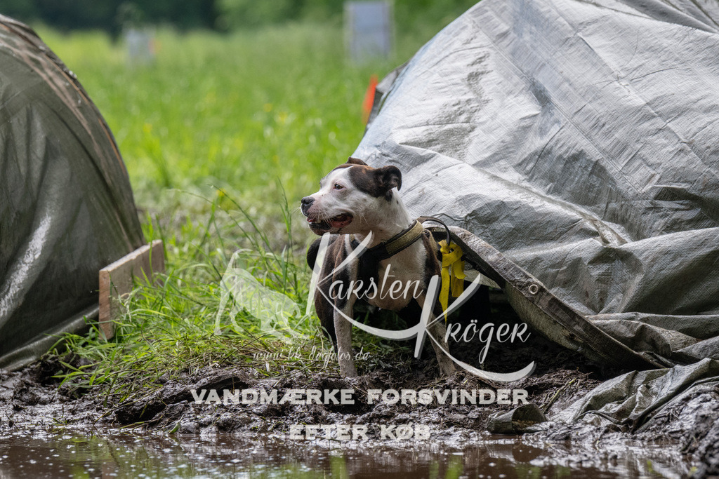 1106_ZZ91441 | kk-dogfotos