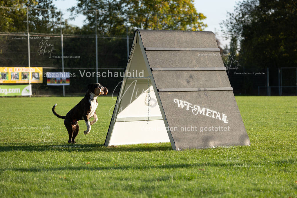 _16A6128 | Einzigartige Fotos von Hunden & Menschen –Actionfotos, Portraits, Vereinsaufnahmen & Paarshootings – authentisch, lebendig & mit Herz.