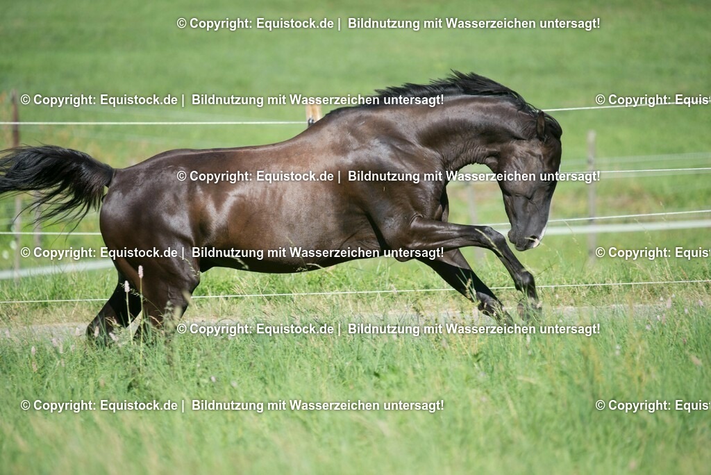 20160826_Wallach_auf_der_Koppel_0010 | Foto: Thomas Hartig