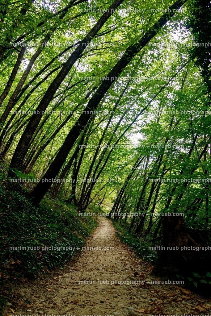 Sloping trees | Sloping trees at South Tyrol facing gravity - Realisiert mit Pictrs.com