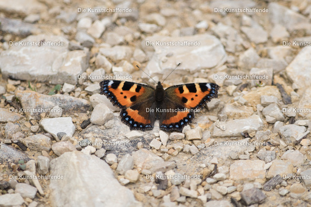 Manuela Strombach-Gauss-0207 | Kunstdruck-Postkarten von, analog und digital, handgemalten Postkarten und Bildern.
Außerdem Fotoprodukte in verschiedenen Ausführungen.
 - Realisiert mit Pictrs.com