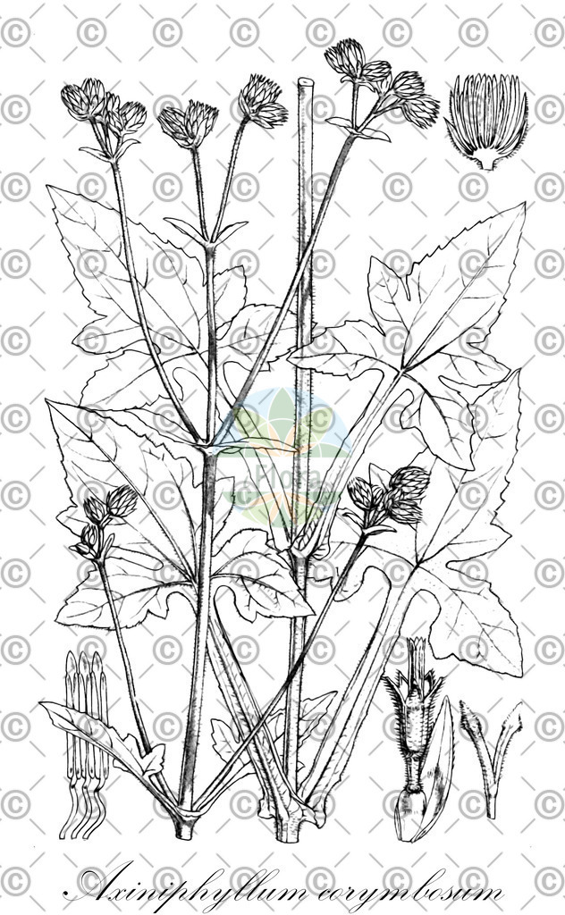 HistAbb_wfo-0000852753_1_ENZY_Simple | Historische Abbildung von Axiniphyllum corymbosum - Asteraceae | Historical Illustration of Axiniphyllum corymbosum - Asteraceae
