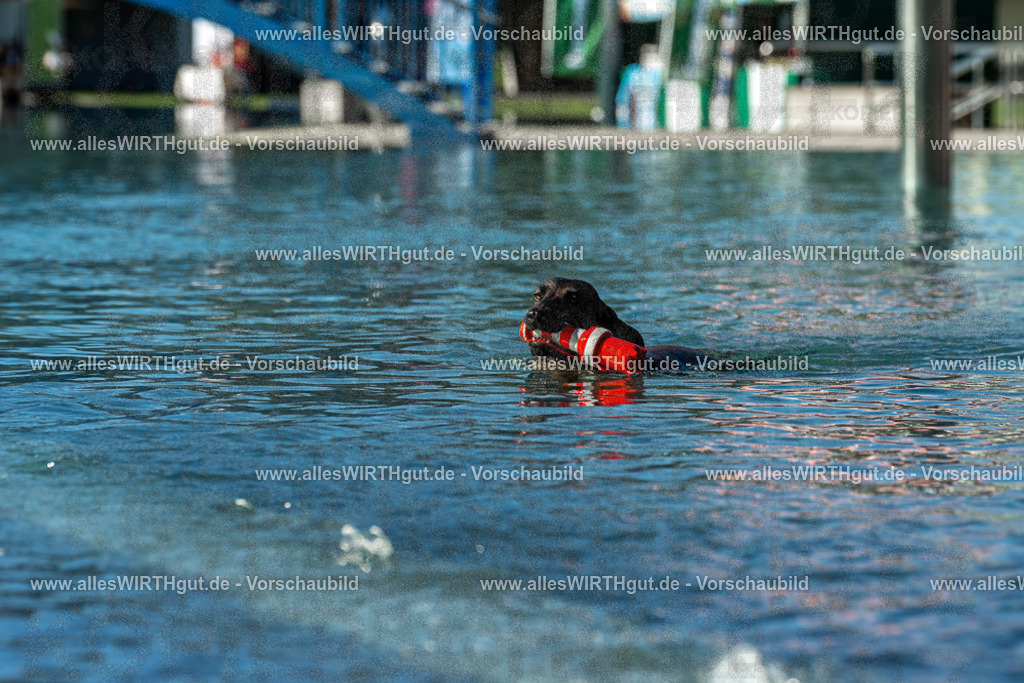 Hundeschwimmen_Volksbad_2026-allesWIRTHgut_Tierfotografie-2609061035-094535-7R509020 | Professionelle Tierfotografie in Mönchengladbach von Daniel Wirth (allesWIRTHgut). Liebevolle & natürliche Bilder von Hunden & Katzen für unvergessliche Erinnerungen.
