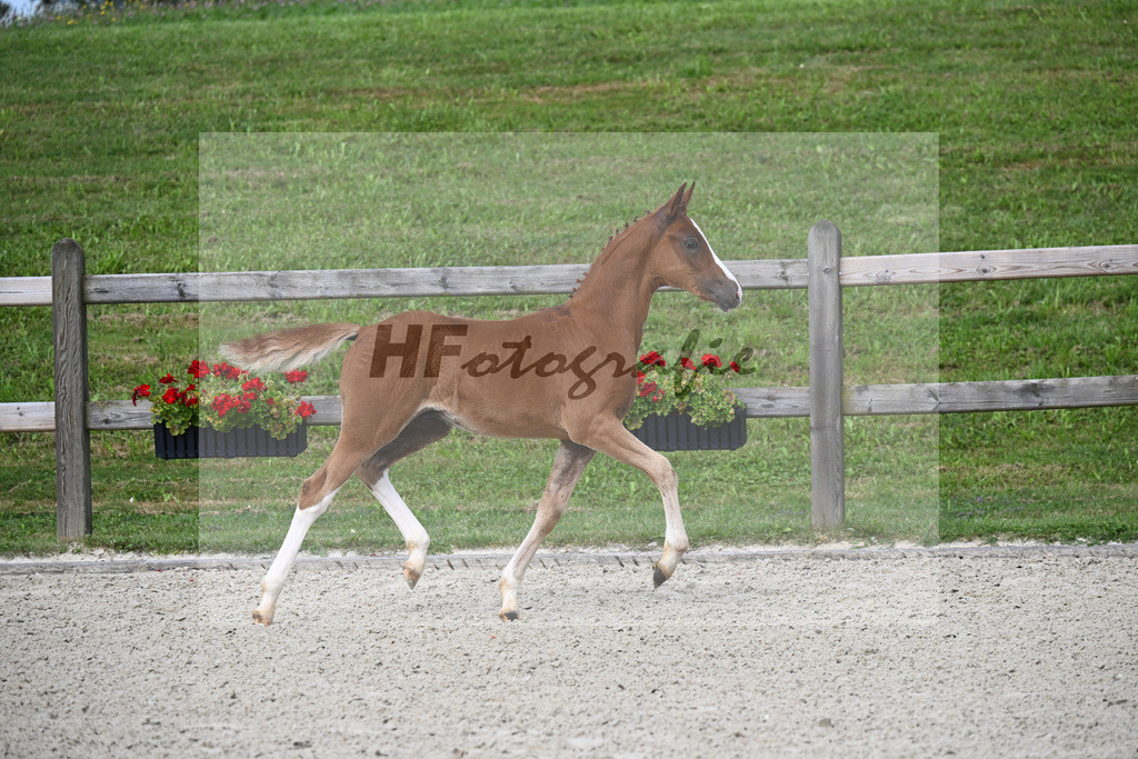 Genscher x Der feine Lord AT_HF_Sandweger_29240056 | hf-fotografie - Realisiert mit Pictrs.com