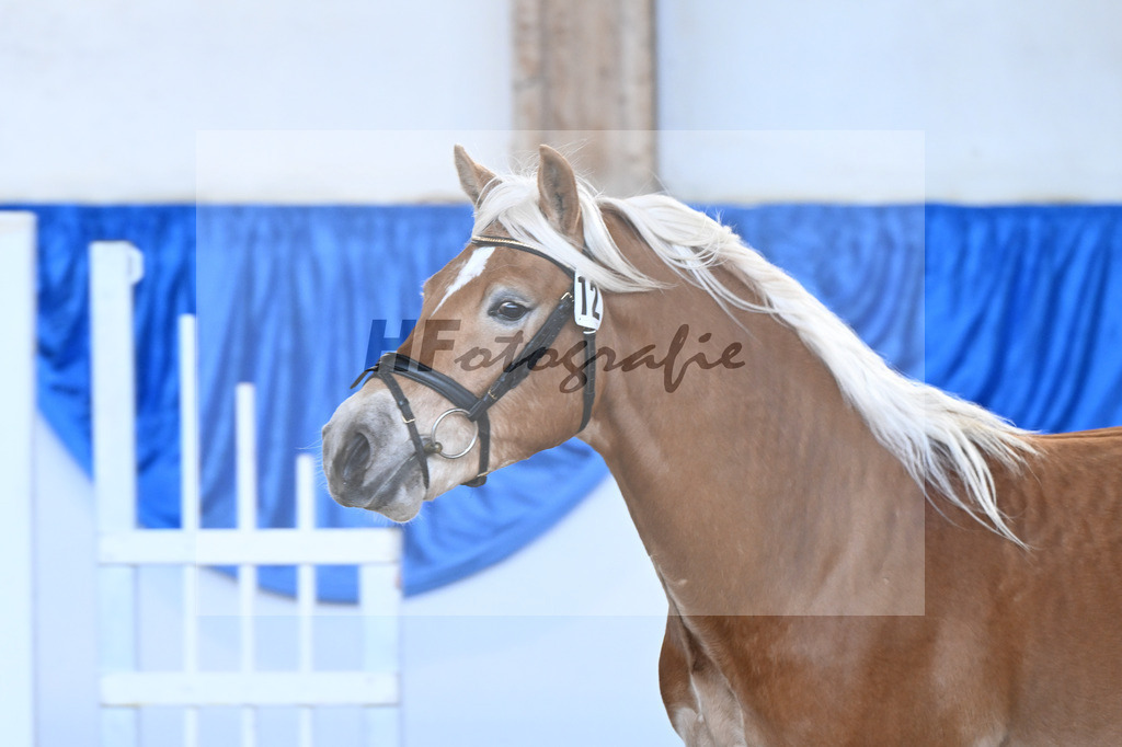 Kat-Nr. 12 Amaretto Ass v. Abraxas_Kern_48250259 | hf-fotografie - Realisiert mit Pictrs.com