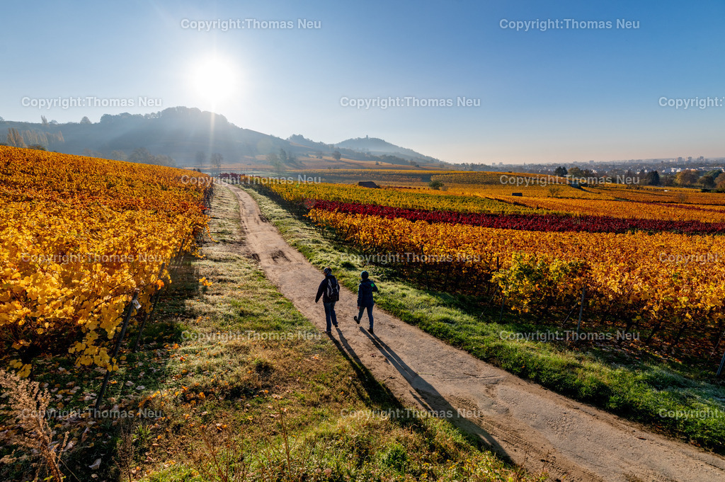 DSC_0455 | bbe,bre,goldener November, die Natur entschädigt im Moment für die Corona bedingten Maßnahmen , hier Blick auf die Weinberge zwischen Bensheim und Heppenheim (hessische Bergstraße) kurz nach Sonnenaufgang, ,, Bild: Thomas Neu