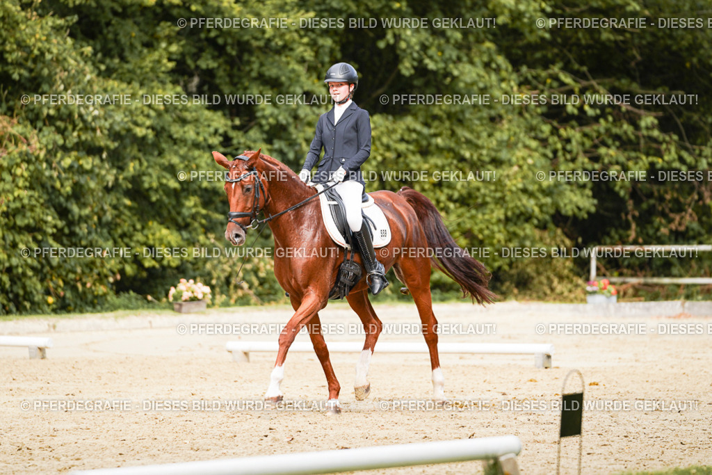 DSC03590 | Pferdegrafie