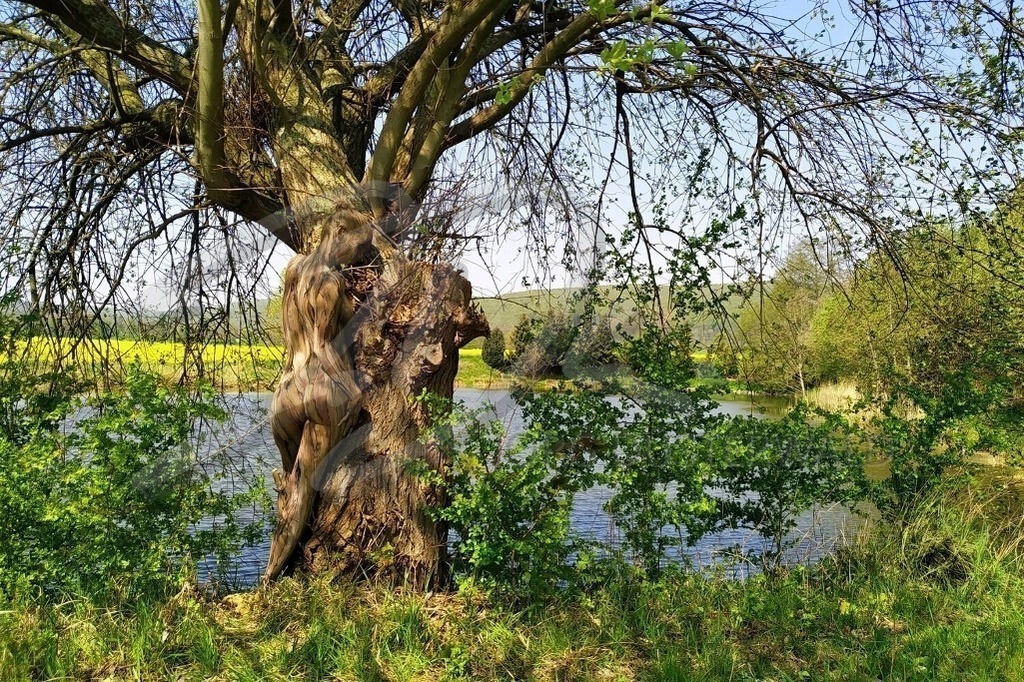 NatureArt-FISCHTEICH_132342 | Kurven am Baumstamm | #001 | Modell: Lisa | Foto: Tschiponnique Skupin - Realisiert mit Pictrs.com