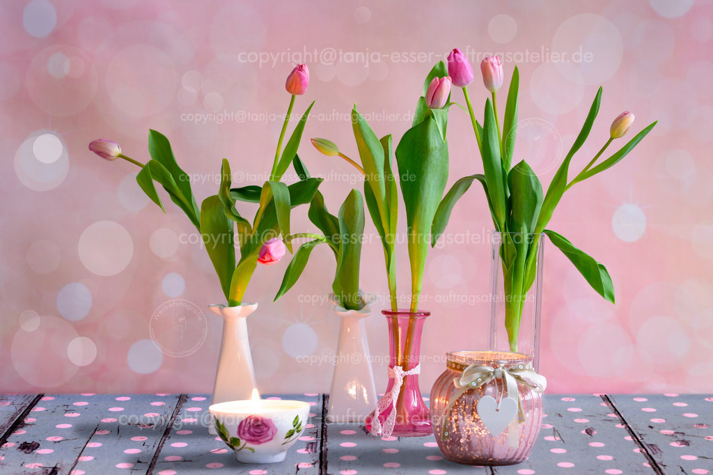 Tulpen in pink in vielen Vasen D | Pinke Tulpen stehen in mehreren Vasen. Rosa Bokeh Hintergrund. Sie stehen auf verwitterten blauen Holzdielen mit weißen Punkten.