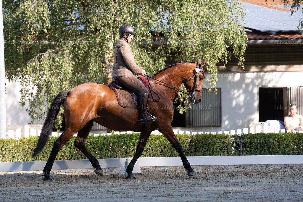 WL_DR_140_sinafilmart_IN05723 | working equitationturnier fotograf videograf stoibphotography marixx film working equitation deutschland reitsport turnierfotografie eventfotografie equestrian events