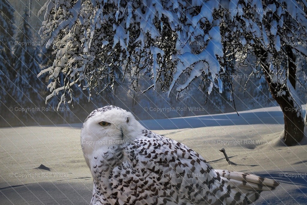 schnee eule1 | im winterlichen Revier - Realisiert mit Pictrs.com