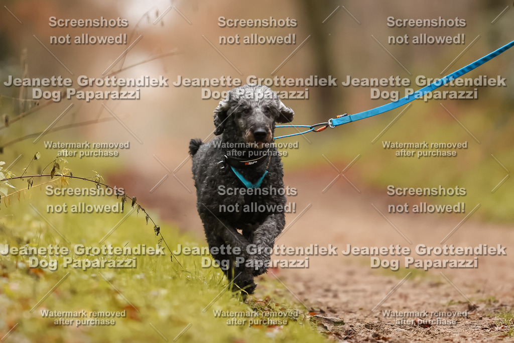 Dog Paparazzi - Speedhunter Mannheim  2025-384 | Dog Paparazzi Jeanette Grottendiek Fotografie & Videografie