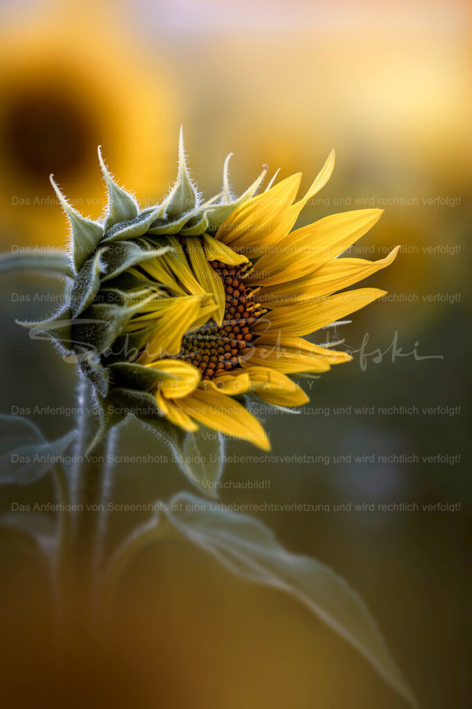 Goldene Details | Exklusive Naturfotografie für stilvolle Wanddekoration ★ Premium Wandbilder Made in Germany ✔️ FineArt Drucke & Downloads ✔️ Brillante Farben, höchste Qualität & weltweiter Versand ✔️ - Realisiert mit Pictrs.com