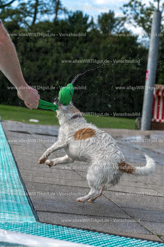 Hundeschwimmen_Volksbad_2026-allesWIRTHgut_Tierfotografie-2609061500-FAY07056 | Professionelle Tierfotografie in Mönchengladbach von Daniel Wirth (allesWIRTHgut). Liebevolle & natürliche Bilder von Hunden & Katzen für unvergessliche Erinnerungen.