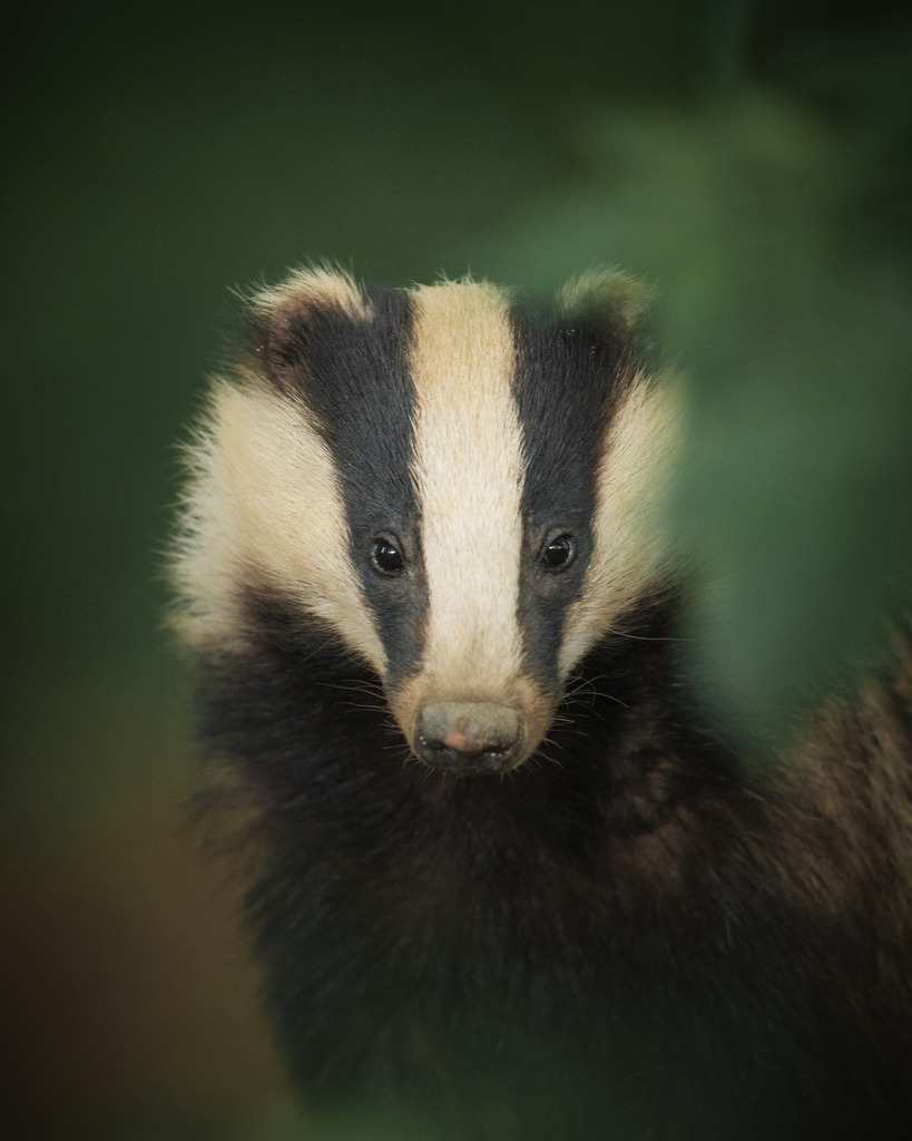 Dachsmutter | Während ihre Jungen spielen, beobachtet diese Dachsmutter jede Sekunde die Umgebung. Bei dem kleinsten Anzeichen von Gefahr ruft sie ihre Kinder zurück in ihren Erdbau. 