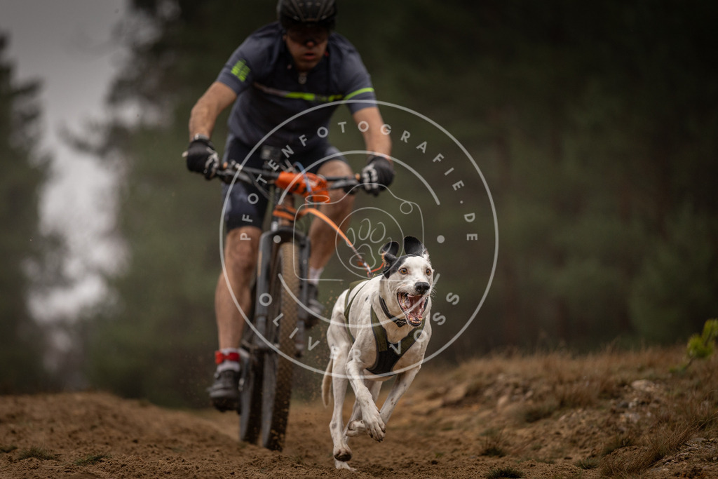 Pfotenfotografie_DV3A3419 | Hundefotografie, Tierfotograf, Pfotenfotografie, Fotoshooting Hund, Hunde Portrait, Hundesport, Hundeportraits, Heideshooting, Hunde, Sportfotograf, Hundefotograf, Turnierhundsport, THS,  - Realisiert mit Pictrs.com