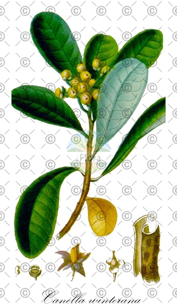 HistAbb_wfo-0000795685_1_ENZY_Simple | Historische Abbildung von Canella winterana - Canellaceae | Historical Illustration of Canella winterana - Canellaceae (canella;cinnamon-bark)