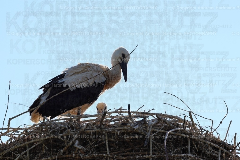 Storchennest | Storchennest - Realisiert mit Pictrs.com